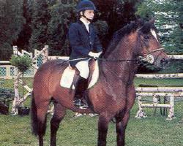stallion Kilkady Darling (Connemara Pony, 1976, from Rory Ruadh)