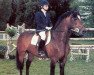 Deckhengst Kilkady Darling (Connemara-Pony, 1976, von Rory Ruadh)