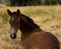 dressage horse Iveria (Oldenburg, 2022, from Santo Scuro)