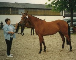 Zuchtstute Mien Deern (Holsteiner, 1997, von Corofino I)