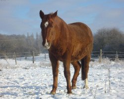 Zuchtstute Larissa (Hessisches Warmblut,  , von Loriot)