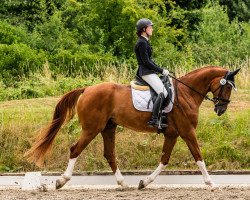 dressage horse Fürst Feingold (Hanoverian, 2012, from Fuerst Rousseau)