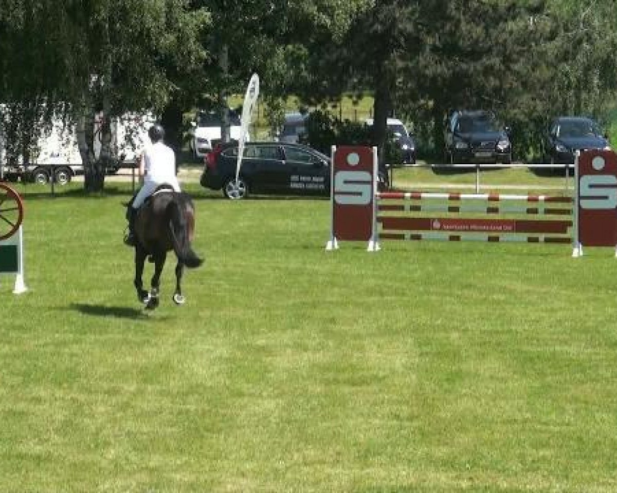 Springpferd Felina 165 (Westfale, 2008, von Florestan I)