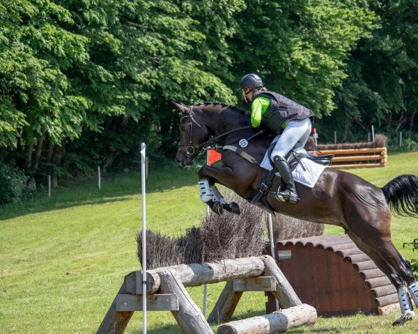 jumper Cora Lady 3 (Zangersheide riding horse, 2017, from Contendro I)