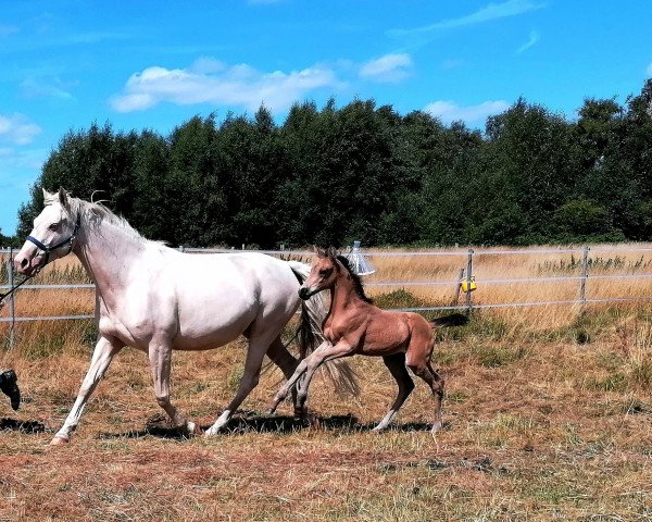 Springpferd Casparow (Mecklenburger, 2022, von Collando von Alfen)