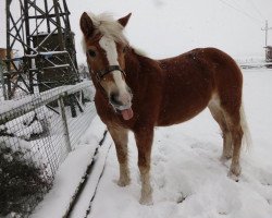 Pferd Mimmi (Haflinger, 1996, von Nussbach)