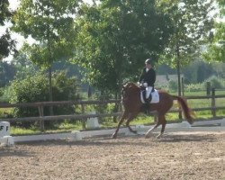 dressage horse Fairy Tale (Westphalian, 2007, from Friedensritter)