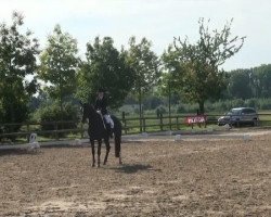 dressage horse Florenz (Westphalian, 2006, from Florencio I)