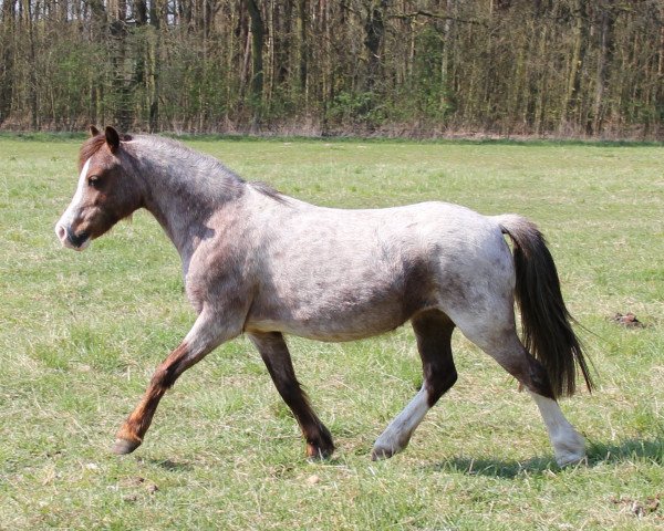 Zuchtstute Tinka (Welsh Mountain Pony (Sek.A), 1999, von Stefano)
