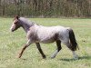 broodmare Tinka (Welsh mountain pony (SEK.A), 1999, from Stefano)