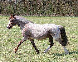 broodmare Tinka (Welsh mountain pony (SEK.A), 1999, from Stefano)