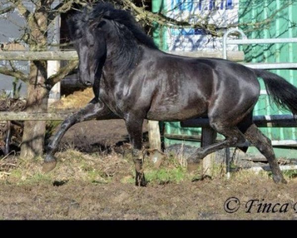 stallion Lebrero LXIX (Pura Raza Espanola (PRE),  )