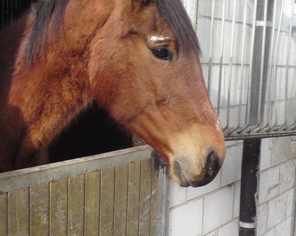 Zuchtstute Loreen (Hessisches Warmblut, 1991, von Landadel)