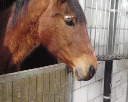 broodmare Loreen (Hessian Warmblood, 1991, from Landadel)