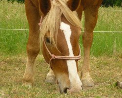 horse Schari (South German draft horse, 2009, from Schogun)