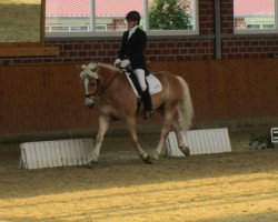 dressage horse Nickelodeon (3,125% ox) (Edelbluthaflinger, 2006, from Newton (6,25% ox))