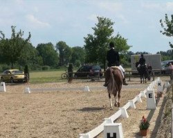 broodmare Lucy (Hanoverian, 2001, from Londonderry)