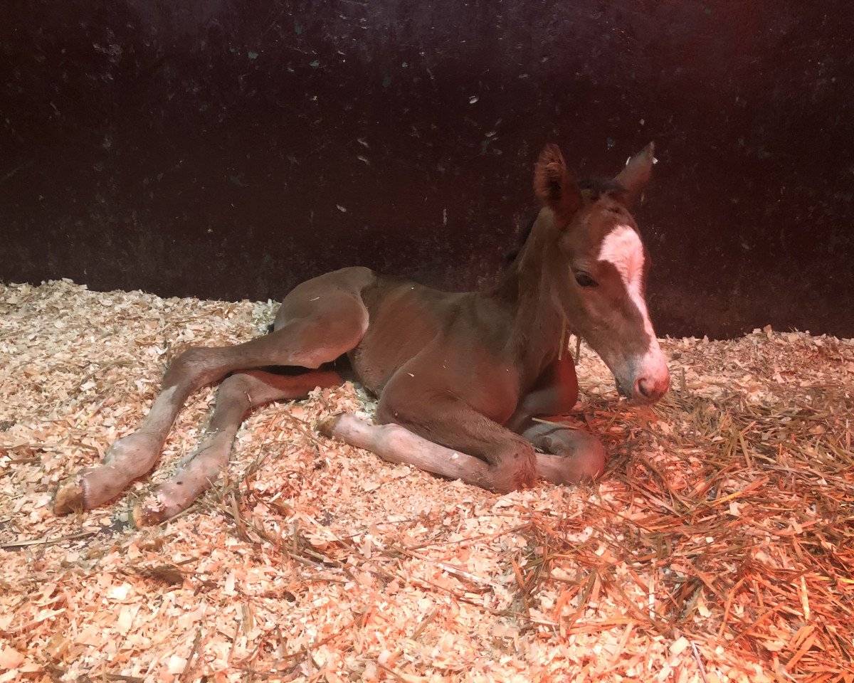 Springpferd Walküre Unruh (Belgisches Warmblut, 2022, von Pilothago Dxb)