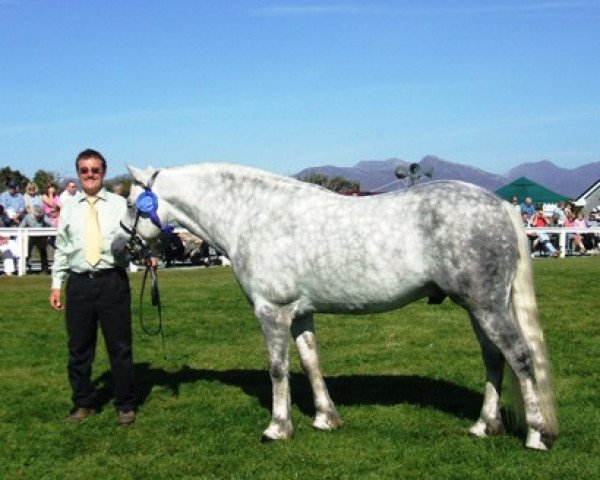 stallion Cashelbay Cruise (Connemara Pony, 2003, from I Love You Melody)