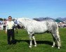 stallion Cashelbay Cruise (Connemara Pony, 2003, from I Love You Melody)