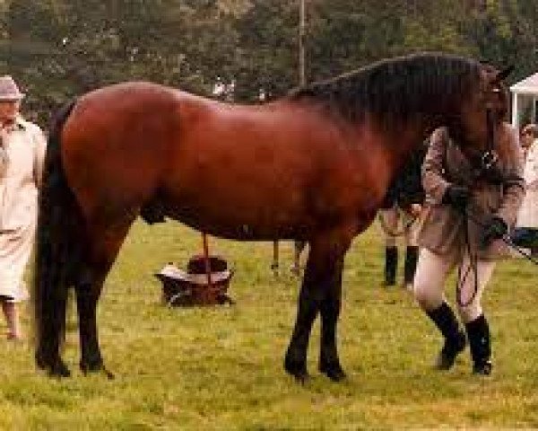 Deckhengst Callowfeenish Mairtin (Connemara-Pony, 1985, von Abbeyleix Owen)