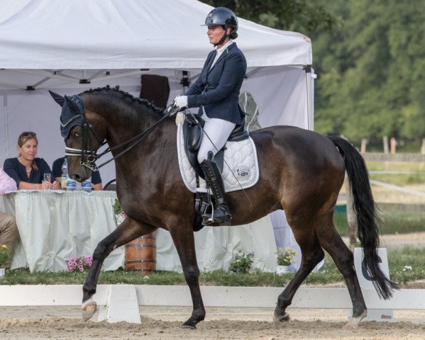 dressage horse Fiumicino 4 (Hanoverian, 2015, from Finest)