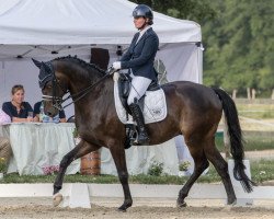 dressage horse Fiumicino 4 (Hannoveraner, 2015, from Finest)