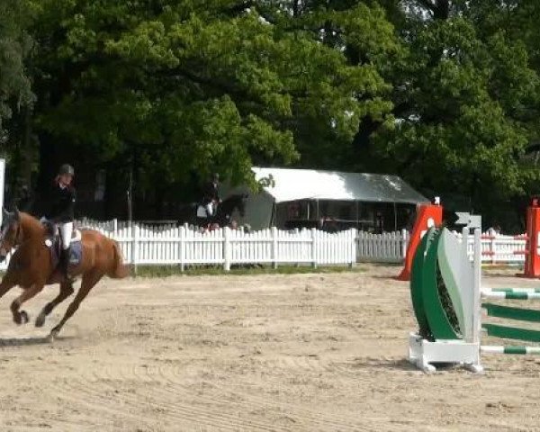 jumper Coberlinus H (KWPN (Royal Dutch Sporthorse), 2007, from Corland)