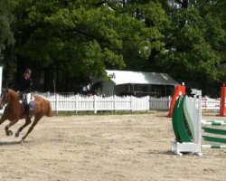 Springpferd Coberlinus H (KWPN (Niederländisches Warmblut), 2007, von Corland)