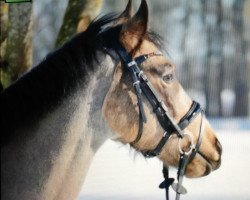 dressage horse Sir Frodo 3 (German Riding Pony, 2016, from Queen's Counsel)