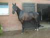 dressage horse Don de Luxe 2 (Hanoverian, 2006, from Don Marco 3)