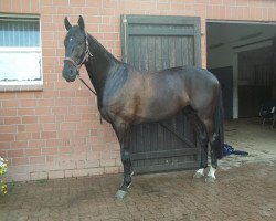 dressage horse Don de Luxe 2 (Hanoverian, 2006, from Don Marco 3)