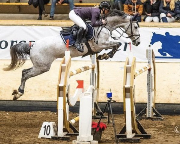 jumper Hot Lady Carthago (KWPN (Royal Dutch Sporthorse), 2012, from Mylord Carthago)