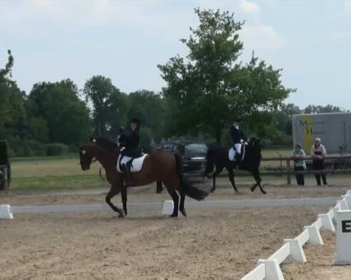 dressage horse Diamond Crown (Westphalian, 1996, from Dinard L)