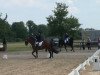 dressage horse Diamond Crown (Westphalian, 1996, from Dinard L)