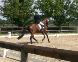 dressage horse Dunley Desoto R (Westphalian, 1999, from Dimension)