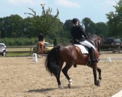 dressage horse Fine Time 21 (Westphalian, 2006, from Floresco NRW)