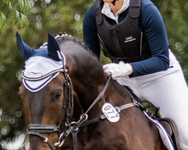 jumper Fürst Iwan (German Sport Horse, 2015, from Feiner Fürst)