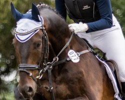 jumper Fürst Iwan (German Sport Horse, 2015, from Feiner Fürst)