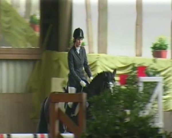 dressage horse Macho 97 (Westphalian, 2005, from Münchhausen)