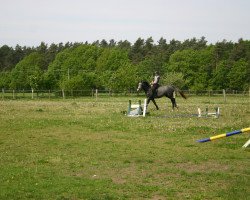 dressage horse Ceeline (Oldenburg, 2009, from Calido Fritz)