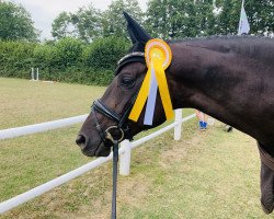 broodmare Herbst Flower (Trakehner, 2016, from Ovaro)