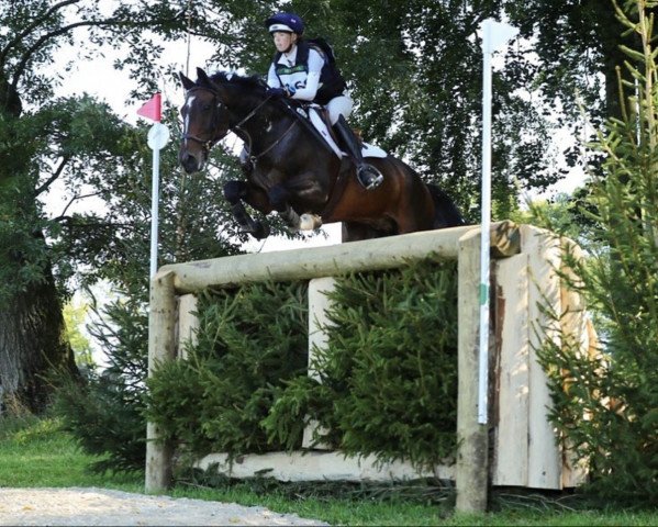 jumper Topspin (anglo european sporthorse, 2008, from Zento)