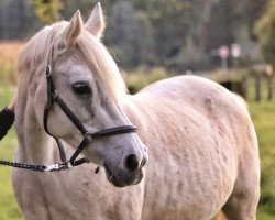 jumper Janna (Nederlands Welsh Ridepony, 1994, from Orchard d'Avranches)