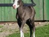 dressage horse Vysak's Puppet of true Color (Welsh mountain pony (SEK.A), 2012, from Blackhill Treasure Trove)