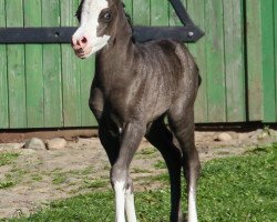 dressage horse Vysak's Puppet of true Color (Welsh mountain pony (SEK.A), 2012, from Blackhill Treasure Trove)