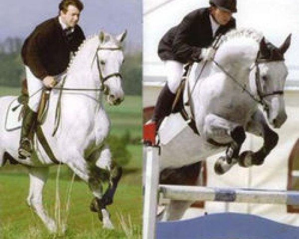 horse Carlos DZ (Holsteiner, 1993, from Cantus)