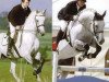 stallion Carlos DZ (Holsteiner, 1993, from Cantus)