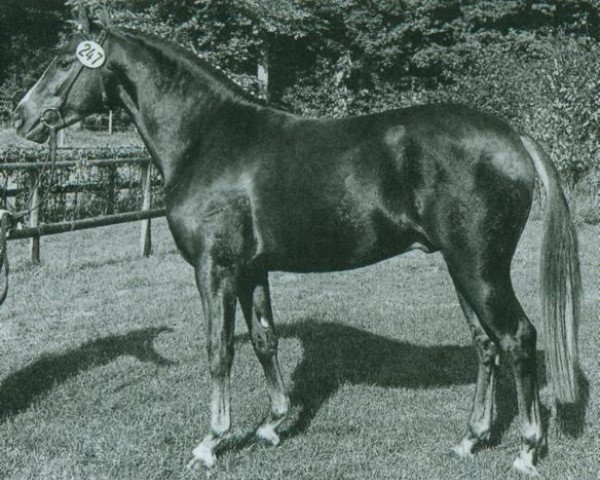 stallion Domingo (German Riding Pony, 1982, from Derby)