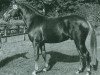 stallion Domingo (German Riding Pony, 1982, from Derby)